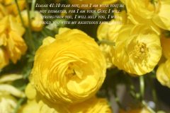 flowerfields_forsarah-scaled