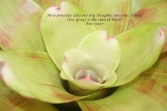 greenbromeliadwithverse-scaled